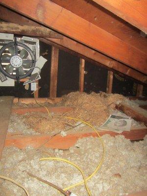 Nesting Materials in Attic