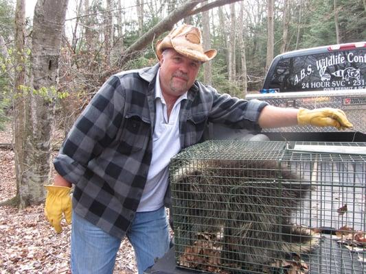 porcupines eat houses and decks..