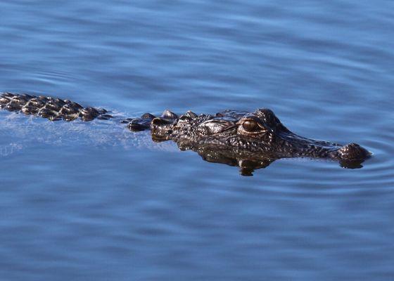 Alligator in lake