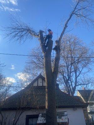 A1 Tree & Stump Removal