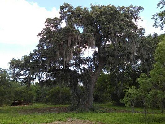 This tree is 18 feet around the trunk. We call it the old man. And rightly so, this tree is around 500 years old.