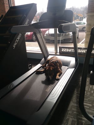 Somebody is territorial over this treadmill!