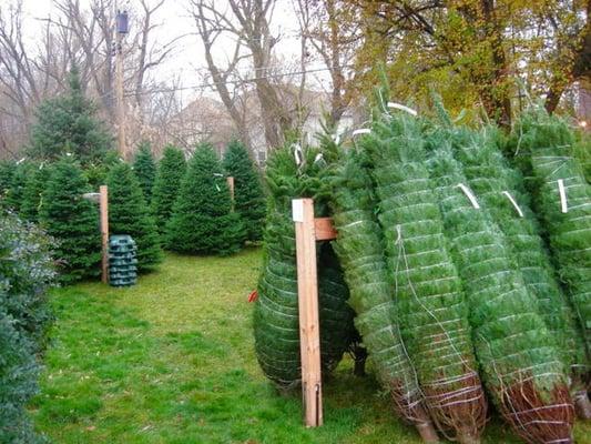 Fresh cut Christmas trees Salt Lake, Fresh Cut Christmas Trees Provo, Fresh cut Christmas trees Utah