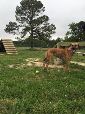 Awesome huge fenced in area with really cool toys and training structures