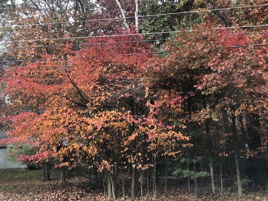 Beautiful autumn leaves