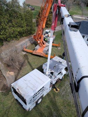 Large tree removal with a crane