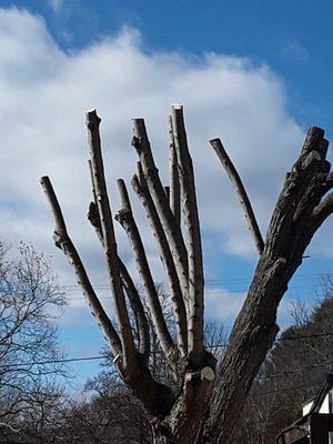 Vasquez Tree Service