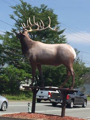 I've elk over looking the road