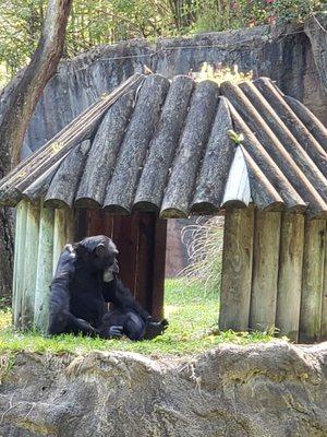 Chimpanzee taking a break