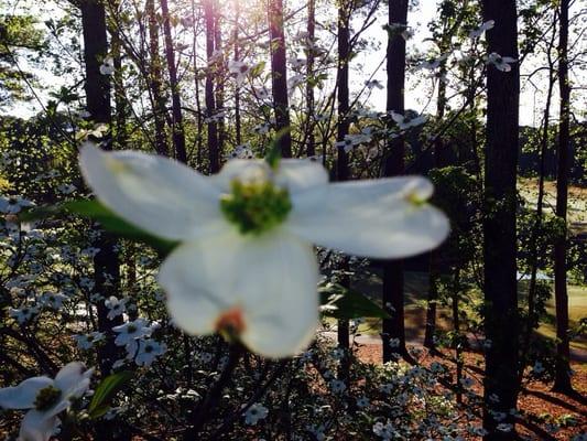 Flowers in Spring