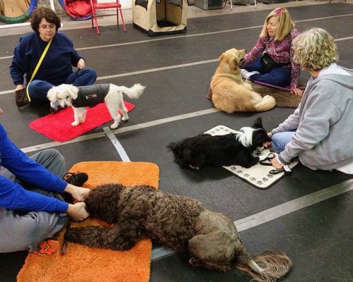 Canine Life Skills Class working on being calm around other dogs.