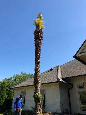 Palm Tree Trimming After