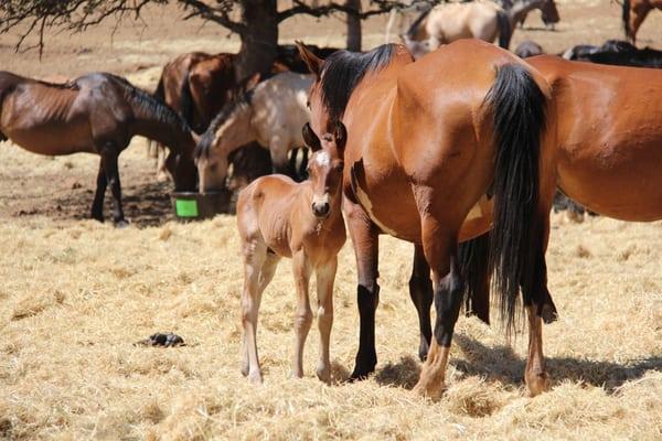 A new baby at The Wild Horse Sanctuary in Shingletown.