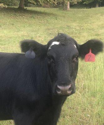 Lake Cumberland Livestock Market