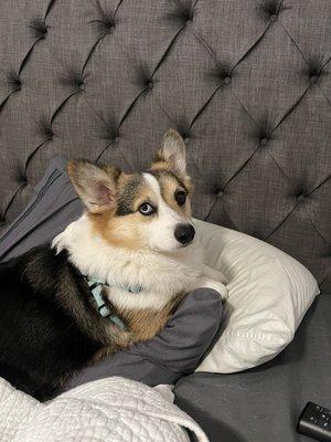 Beckley the corgi approves of Riverbridge Animal Hospital