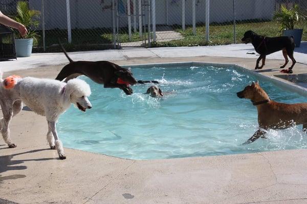 Dogs having a ball in the pool!