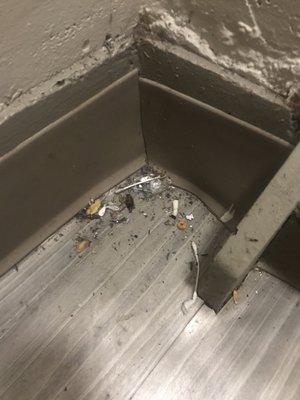 Constantly seeing bugs and garbage around the building