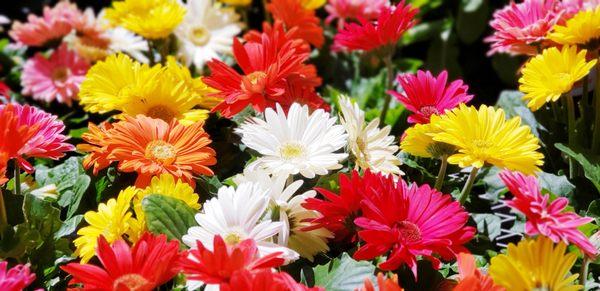 Gerbera Daisies.