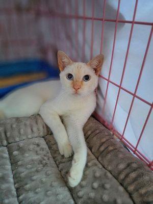 Biscuit male.Siamese Flame Point. He loves to be cuddled and held, and his head petted. He was born 2/1/024.