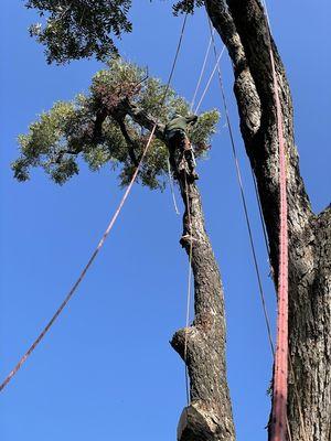 Silveira Stump & Tree