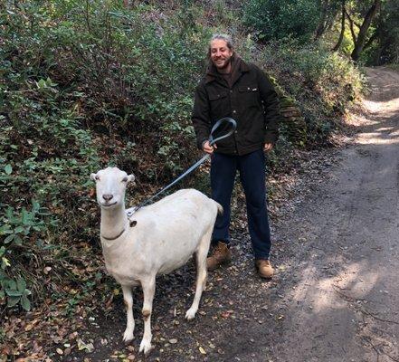 Got goats? I'll walk them too!