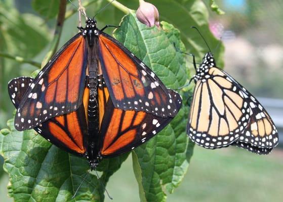 The Garden of Wings Butterfly Pavilion