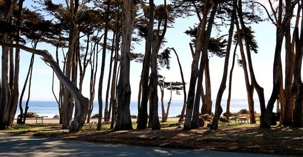 Esplanade Park. Bay View Through Cypress Trees