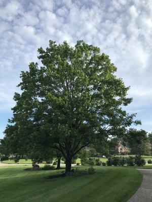 maple tree