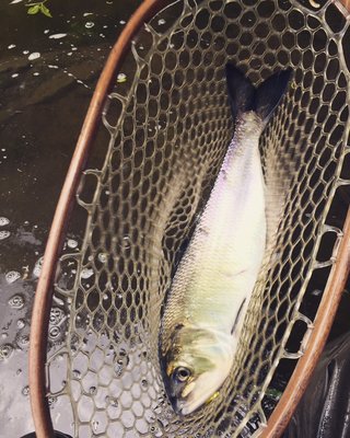 Shad caught on the fly.