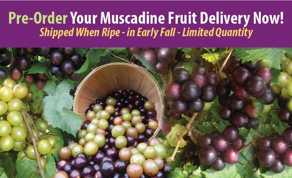 Muscadine Grapes delivered from our vineyard to your door.