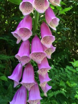 Foxgloves, lupines and more in late spring along trail