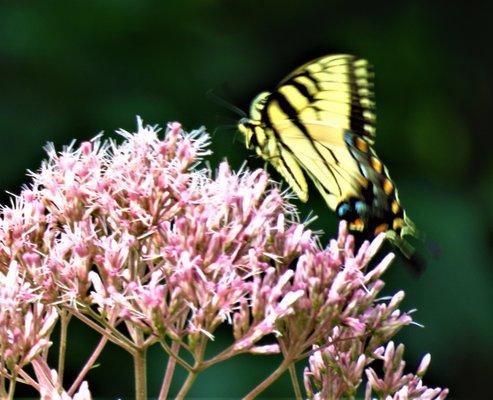 Butterfly morning on the Harrods Creek Trail