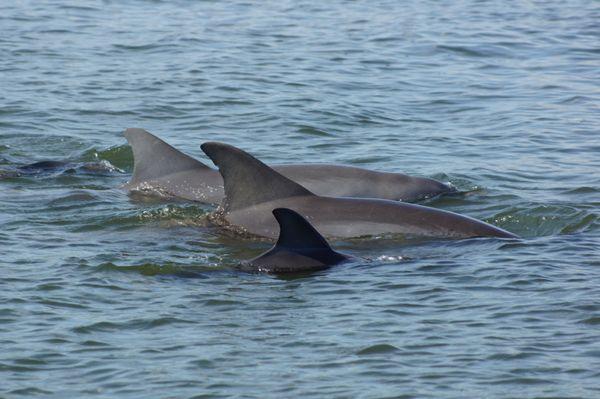 Dolphins