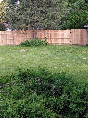 My new cedar fence.