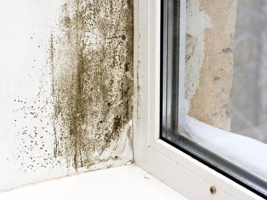 Having a home with active black mold spores could cause a serious health concern. Have us perform a professional test on your home.