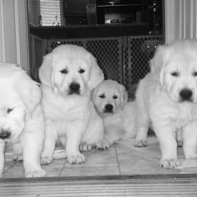 White Diamond Goldens