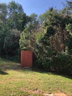 Broken fence, hacked up and uneven Arborvitae