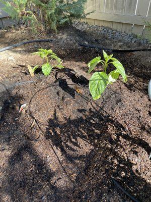 Purple and yellow bell peppers!