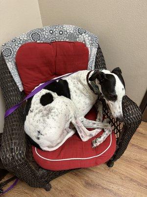 My boy Shale is so relaxed at Circle, he decided to sit in the chair!