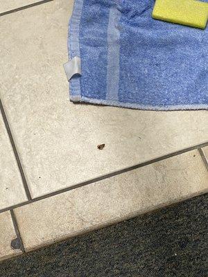 In this picture is one of the roaches that was killed in front of me.