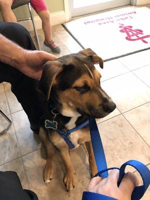 Dallas at his first vet visit