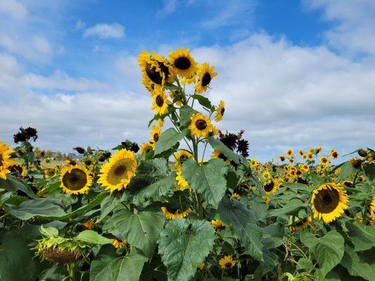 Sunflower