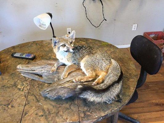 Jay Janca Taxidermy