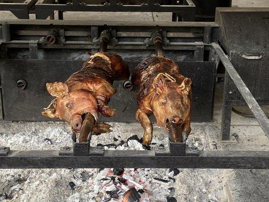 roasting pigs