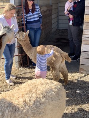 Little kids love the Alpacas