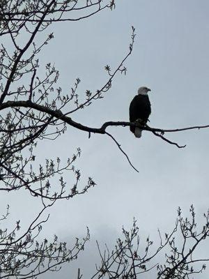 Eagle. We saw so many