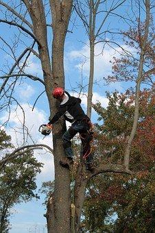 Saginaw Tree Maintenance