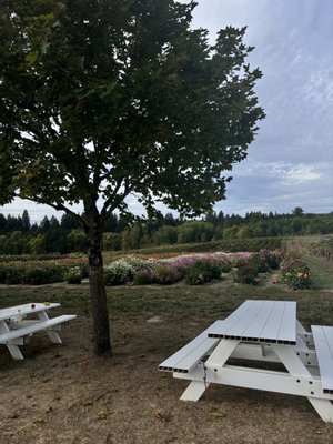 Picnic area