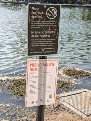 Don't feed the waterfowl! Also, a public health notice