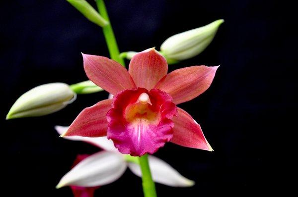 Phaius Lady Ramona Harris 'Here's Looking at You' in bloom for $35